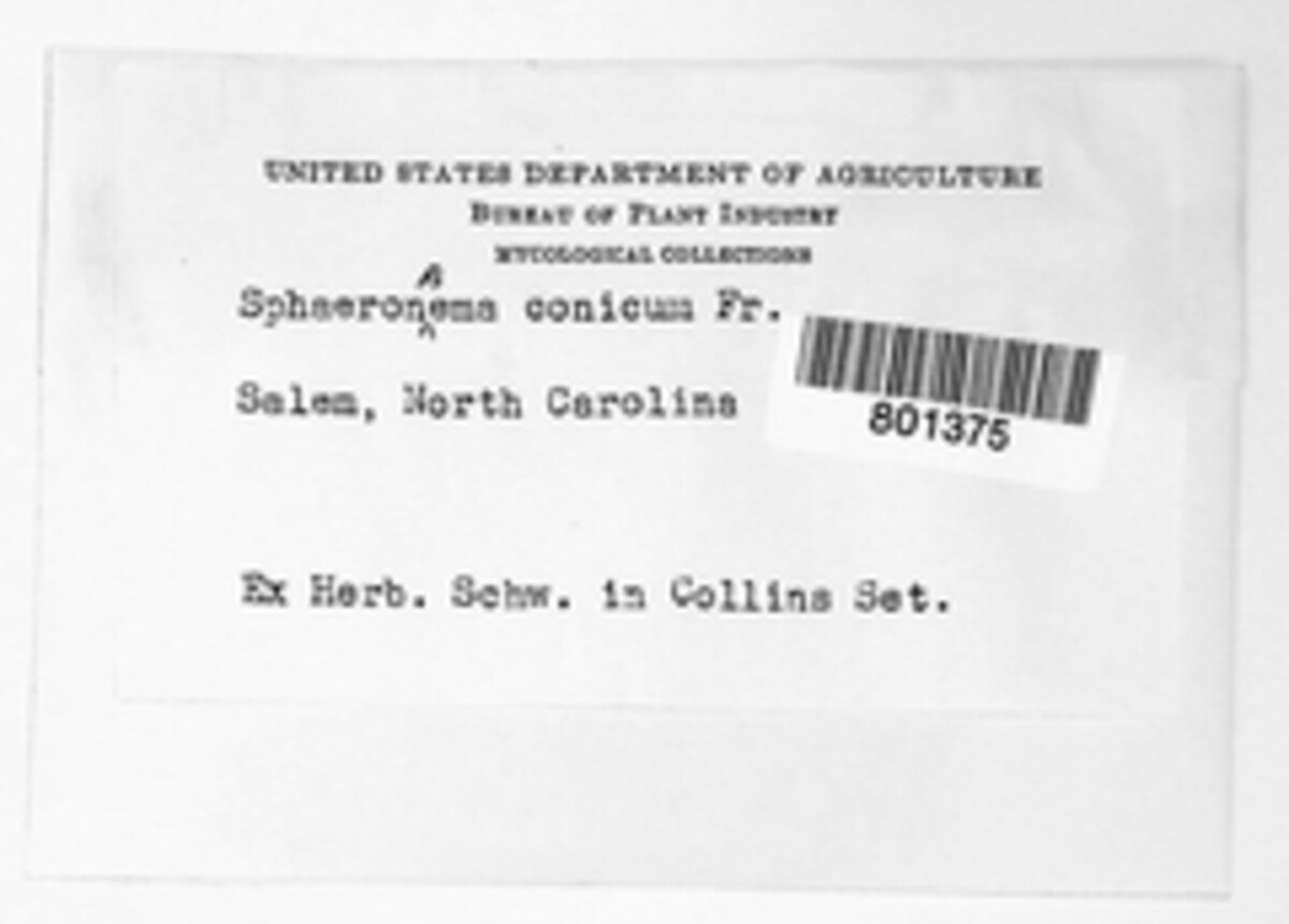 Sphaeronaema conicum image